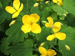 مامیران کبیر